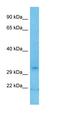 Solute Carrier Family 25 Member 48 antibody, orb325789, Biorbyt, Western Blot image 