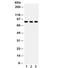 Sp3 Transcription Factor antibody, R32184, NSJ Bioreagents, Western Blot image 