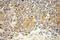 MPD antibody, 15331-1-AP, Proteintech Group, Immunohistochemistry frozen image 