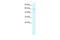 X-Ray Repair Cross Complementing 5 antibody, 28-007, ProSci, Western Blot image 