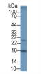 Neudesin Neurotrophic Factor antibody, abx128254, Abbexa, Western Blot image 