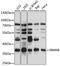 RNA Binding Motif Protein 4B antibody, LS-C749670, Lifespan Biosciences, Western Blot image 