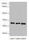 Mesenchyme Homeobox 1 antibody, LS-C676035, Lifespan Biosciences, Western Blot image 