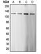 Caspase Recruitment Domain Family Member 6 antibody, orb215326, Biorbyt, Western Blot image 