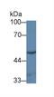 Uridine Monophosphate Synthetase antibody, LS-C374579, Lifespan Biosciences, Western Blot image 