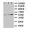 Eukaryotic Translation Initiation Factor 2 Subunit Alpha antibody, orb99191, Biorbyt, Western Blot image 