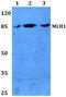 MutL Homolog 1 antibody, A00126S467, Boster Biological Technology, Western Blot image 