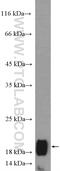 C9orf46 antibody, 26101-1-AP, Proteintech Group, Western Blot image 