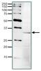 Cyclin Dependent Kinase 11A antibody, GTX00882, GeneTex, Western Blot image 