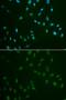 Heat Shock Transcription Factor 2 antibody, GTX54125, GeneTex, Immunocytochemistry image 