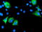 Prolyl 3-Hydroxylase 1 antibody, LS-C174148, Lifespan Biosciences, Immunofluorescence image 