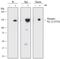 Phospholipase C Gamma 2 antibody, MAB37161, R&D Systems, Western Blot image 