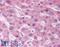 Paraoxonase 2 antibody, LS-B104, Lifespan Biosciences, Immunohistochemistry paraffin image 