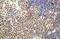 Interleukin 22 antibody, NB100-738, Novus Biologicals, Immunohistochemistry paraffin image 