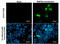 Bone Morphogenetic Protein 8b antibody, GTX117409, GeneTex, Immunofluorescence image 