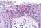 Taste 1 Receptor Member 2 antibody, MBS244176, MyBioSource, Immunohistochemistry paraffin image 