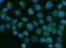 Zinc Finger CCCH-Type Containing 7A antibody, A15075-1, Boster Biological Technology, Immunofluorescence image 