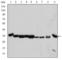 Cyclin Dependent Kinase 1 antibody, abx011798, Abbexa, Western Blot image 