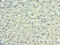 Retinol Binding Protein 4 antibody, CSB-PA07057A0Rb, Cusabio, Immunohistochemistry frozen image 