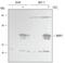 BCL2 Interacting Protein 3 antibody, AF4147, R&D Systems, Western Blot image 