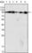 Dynamin 1 antibody, abx010669, Abbexa, Western Blot image 