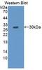 Glycine Receptor Alpha 2 antibody, LS-C663490, Lifespan Biosciences, Western Blot image 