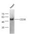 CD36 Molecule antibody, GTX60300, GeneTex, Western Blot image 