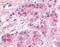 G Protein-Coupled Receptor 182 antibody, NLS3964, Novus Biologicals, Immunohistochemistry paraffin image 