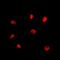 Double-strand-break repair protein rad21 homolog antibody, LS-C368680, Lifespan Biosciences, Immunofluorescence image 