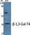 Beta-1,3-Galactosyltransferase 4 antibody, A13136T4, Boster Biological Technology, Western Blot image 