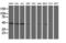 Serpin Family A Member 5 antibody, M01916-1, Boster Biological Technology, Western Blot image 