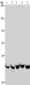 Tyrosyl-TRNA Synthetase 2 antibody, TA349599, Origene, Western Blot image 