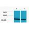 H1 Histone Family Member 0 antibody, LS-C387546, Lifespan Biosciences, Western Blot image 