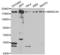 SWI/SNF Related, Matrix Associated, Actin Dependent Regulator Of Chromatin, Subfamily A, Member 4 antibody, LS-C335201, Lifespan Biosciences, Western Blot image 