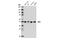DEK Proto-Oncogene antibody, 13962S, Cell Signaling Technology, Western Blot image 