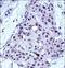 MYB Proto-Oncogene, Transcription Factor antibody, LS-C164694, Lifespan Biosciences, Immunohistochemistry frozen image 