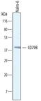 CD79b Molecule antibody, AF6620, R&D Systems, Western Blot image 