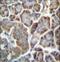 Transmembrane P24 Trafficking Protein 9 antibody, LS-C161959, Lifespan Biosciences, Immunohistochemistry paraffin image 