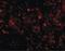 C1q And TNF Related 3 antibody, LS-B465, Lifespan Biosciences, Immunofluorescence image 