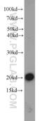 Complexin 2 antibody, 20249-1-AP, Proteintech Group, Western Blot image 