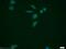 Pseudouridine Synthase 1 antibody, 11512-1-AP, Proteintech Group, Immunofluorescence image 