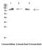 PWWP Domain Containing 3A, DNA Repair Factor antibody, GTX34091, GeneTex, Western Blot image 