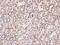 Methyl-CpG Binding Domain Protein 5 antibody, 105322-T10, Sino Biological, Immunohistochemistry frozen image 