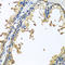 Neuroligin 4 Y-Linked antibody, A11178, Boster Biological Technology, Immunohistochemistry paraffin image 