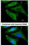 Interleukin 1 Receptor Antagonist antibody, PA5-21776, Invitrogen Antibodies, Immunofluorescence image 