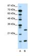 CCAAT Enhancer Binding Protein Gamma antibody, orb329843, Biorbyt, Western Blot image 