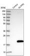 GLIPR2 antibody, PA5-56164, Invitrogen Antibodies, Western Blot image 