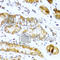 Glucagon antibody, A1119, ABclonal Technology, Immunohistochemistry paraffin image 