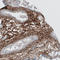 Beta ig-h3 antibody, HPA008612, Atlas Antibodies, Immunohistochemistry frozen image 
