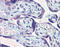 Glucosidase II Alpha Subunit antibody, ADI-VAP-PT034-E, Enzo Life Sciences, Immunohistochemistry paraffin image 